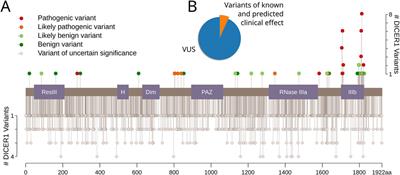 Shedding light on the DICER1 mutational spectrum of uncertain significance in malignant neoplasms